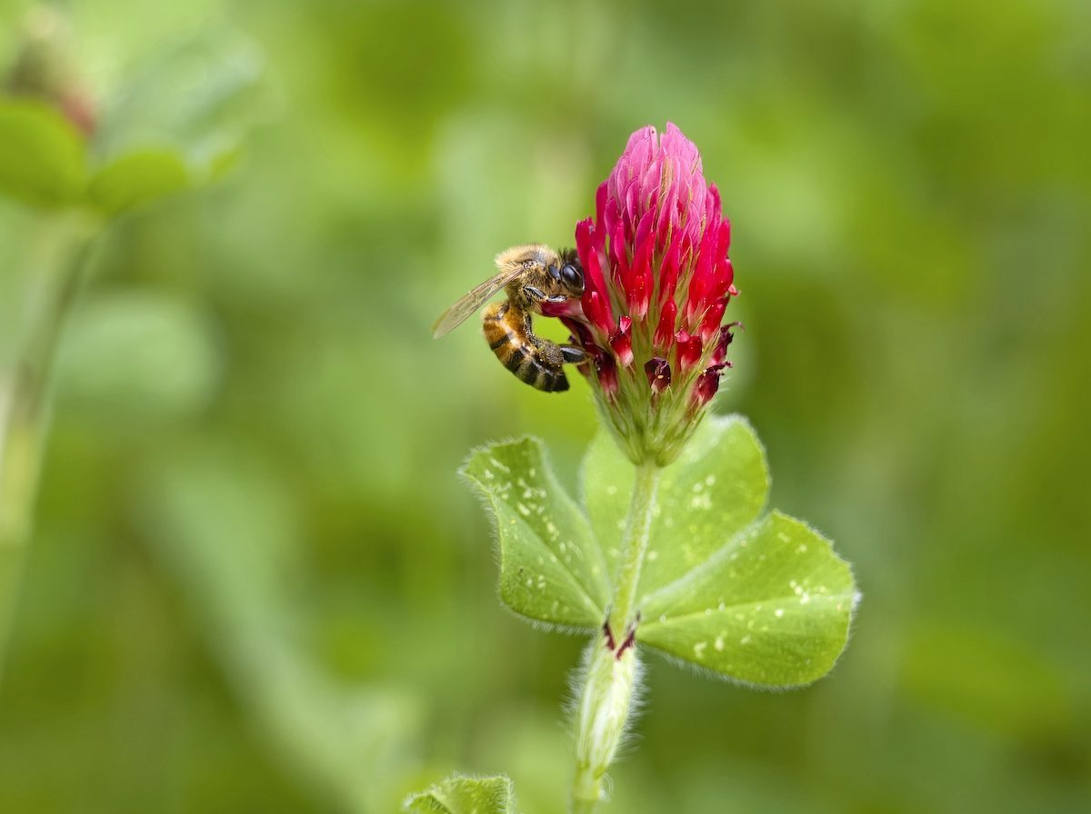 Honey Bee Perched On A Crimson Clover Flower