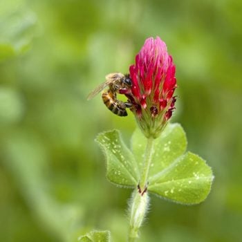 Honey Bee Perched On A Crimson Clover Flower