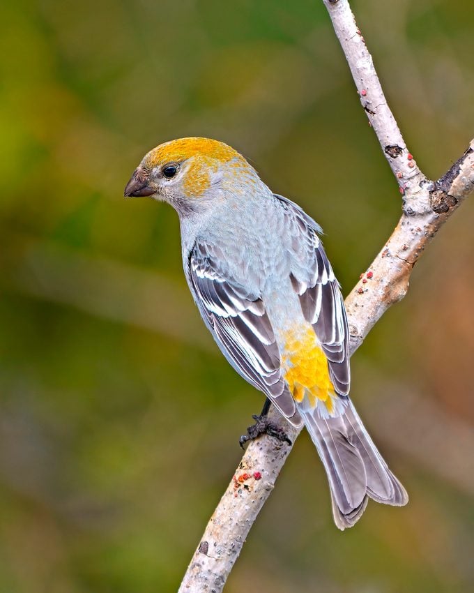 Pine Grosbeak Photo And Image.  Female Rear View Perched On A Branch With A Blur Forest Background In Its Environment And Habitat Surrounding And Displaying Rusty Colour Feather Plumage. Grosbeak Portrait.