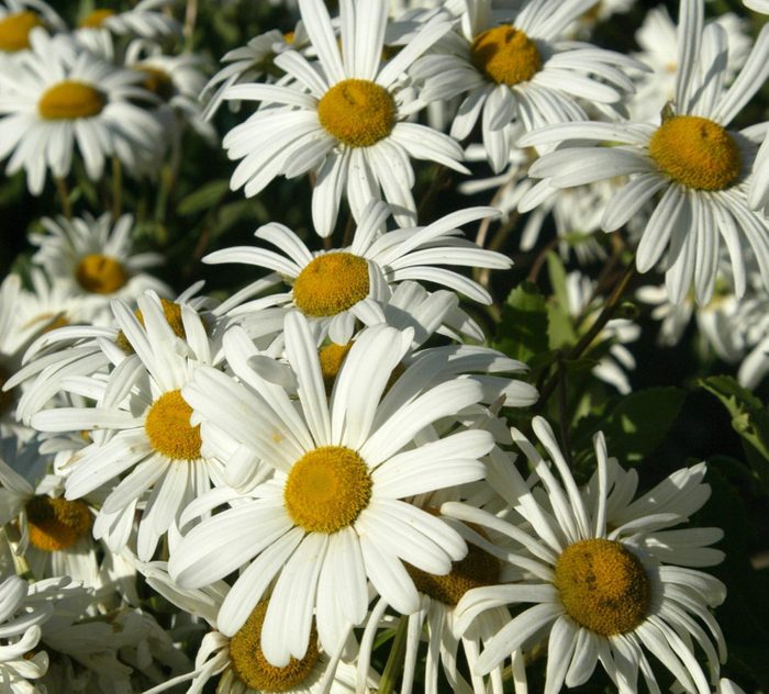 types of daisies Field of Montauk Daisies