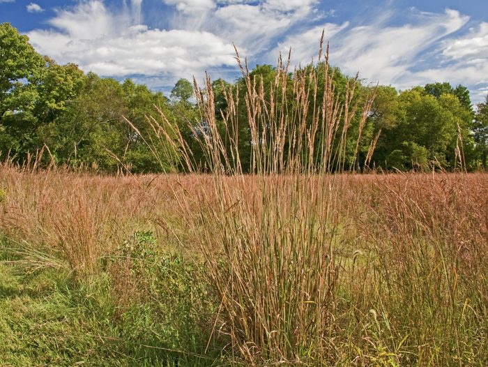 Pennypack Ecological Trust, Conservation Area, Montgomery County, Pennsylvania, Field of Native Plants