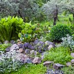 Transform Your Landscape With a Rock Garden