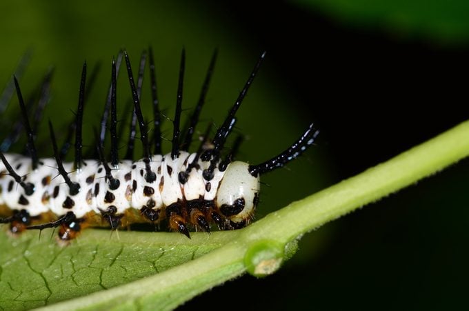 Zebra Longwing larva on passion vine leaf