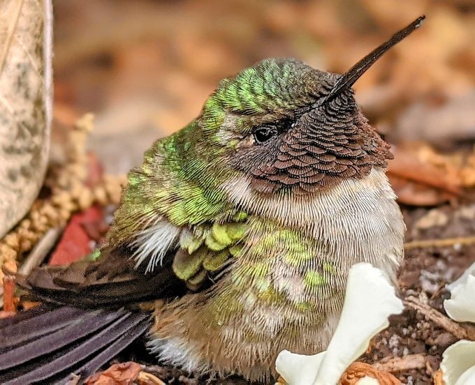 hummingbird rescue