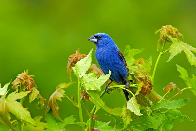 Blue Grosbeak Perched On Youn Maple Tree