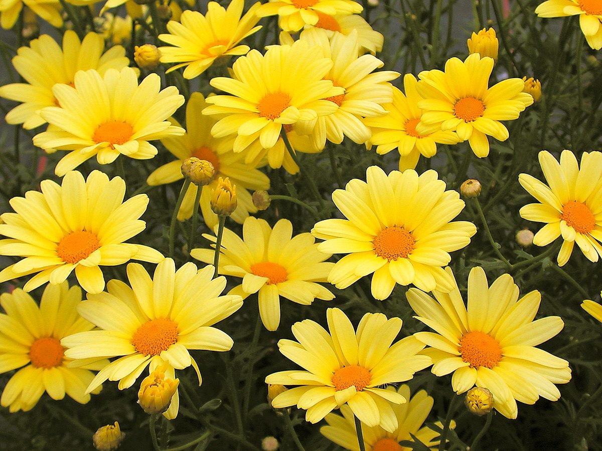 7 Species of Daisies for Your Flower Garden