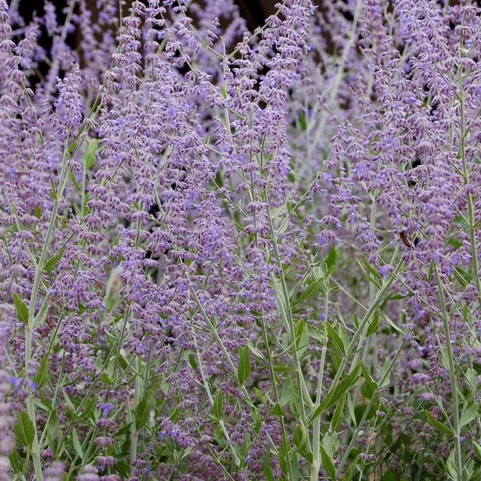 Russian Sage Gettyimages 185955833