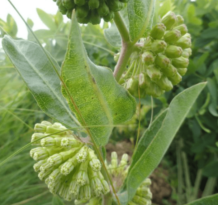 short green milkweed, types of milkweed