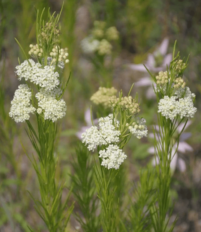Milkweed rounded in bloom