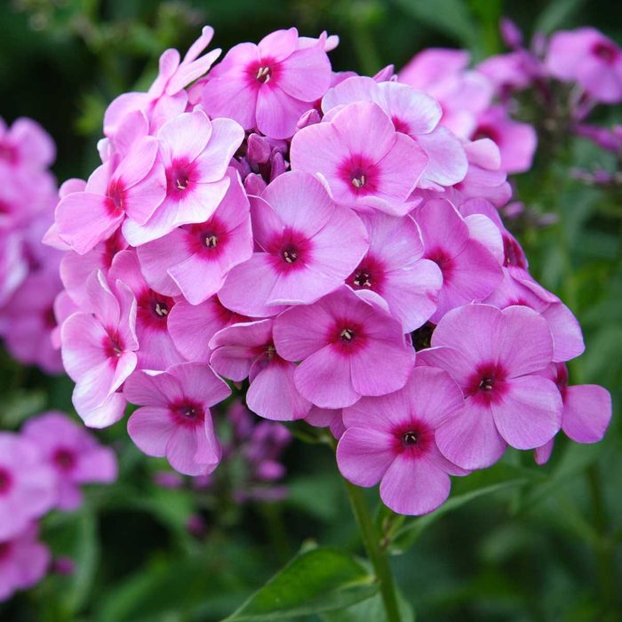 Phlox Gettyimages 182166199