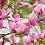 Top 10 Small Flowering Trees for Your Yard