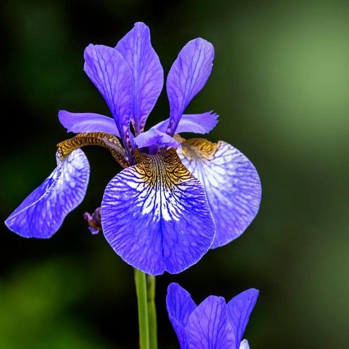 Siberian Iris Gettyimages 545617546