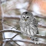 How to Identify a Barred Owl