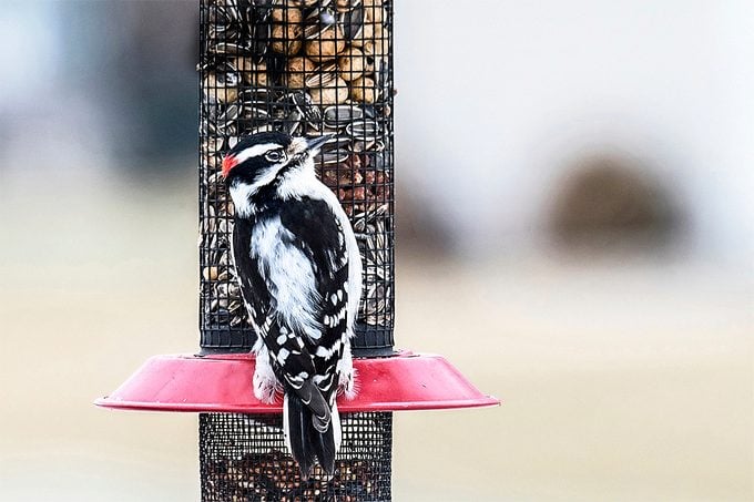 do woodpeckers migrate