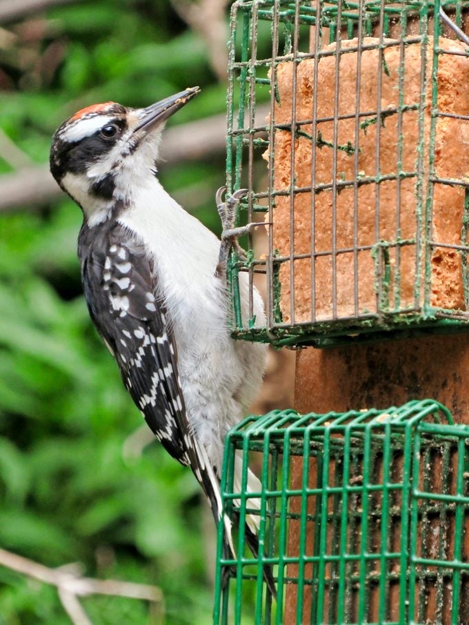 hairy woodpecker, black and white woodpecker