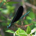 Don’t Overlook a Dazzling Damselfly