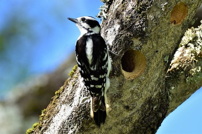 downy woodpecker nest cavity
