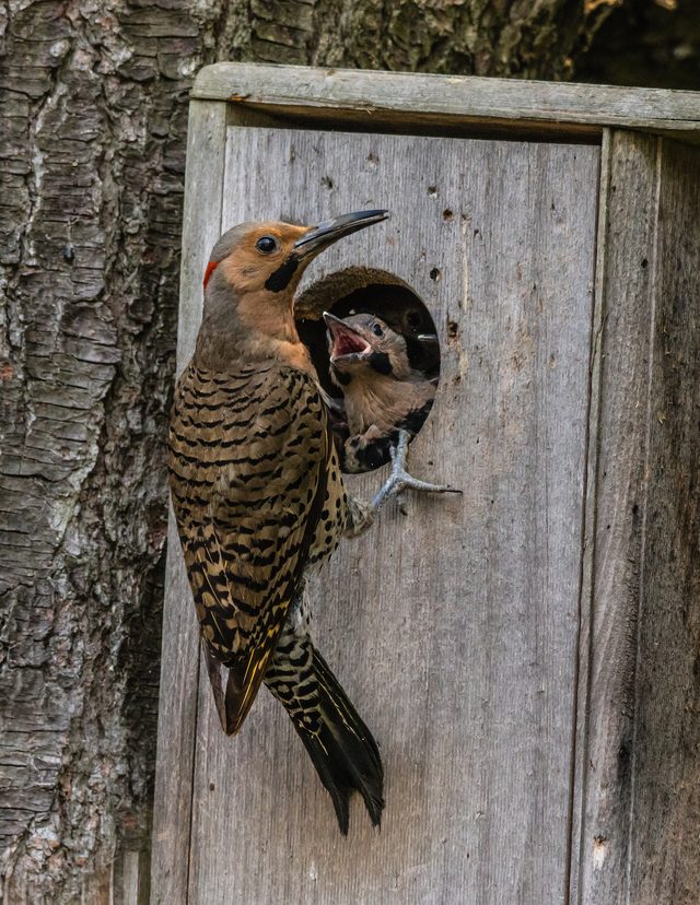woodpecker nest northern flicker