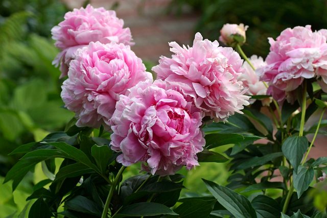 Beautiful Pink Peonies Bloom In The Summer Garden. Paeonia Lactiflora Sarah Bernhardt.