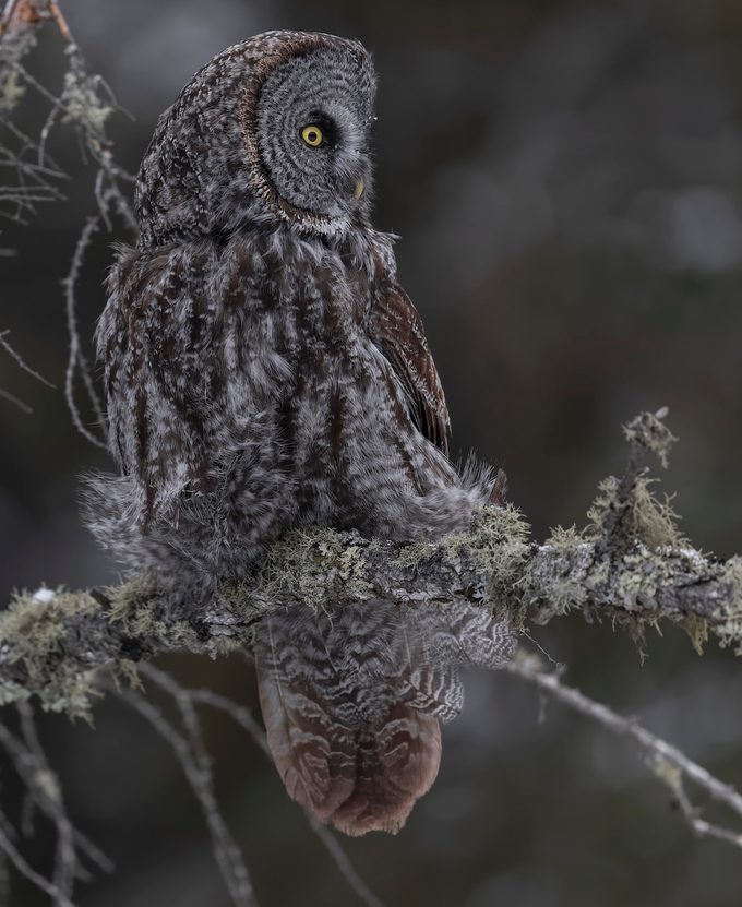 owl at sax-zim bog in minnesota