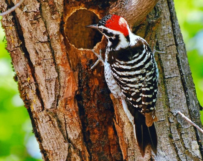 nuttall's woodpecker, types of woodpeckers