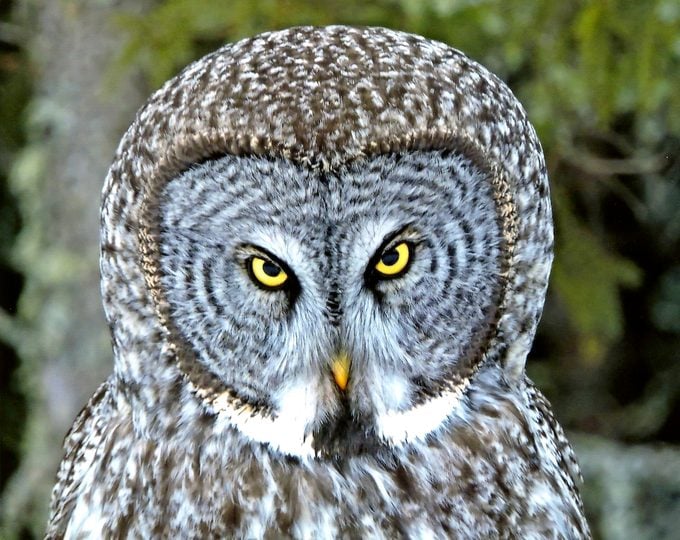 Bbdj16 Kurtfrieders, closeup of owl eyes and field marks