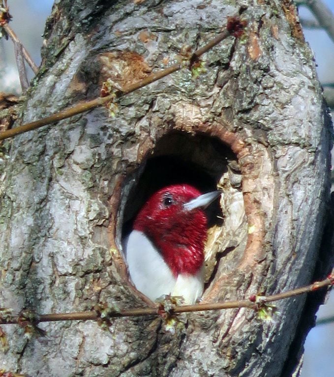 red-headed woodpecker nest