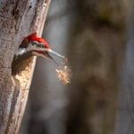All About Woodpecker Nests and Eggs
