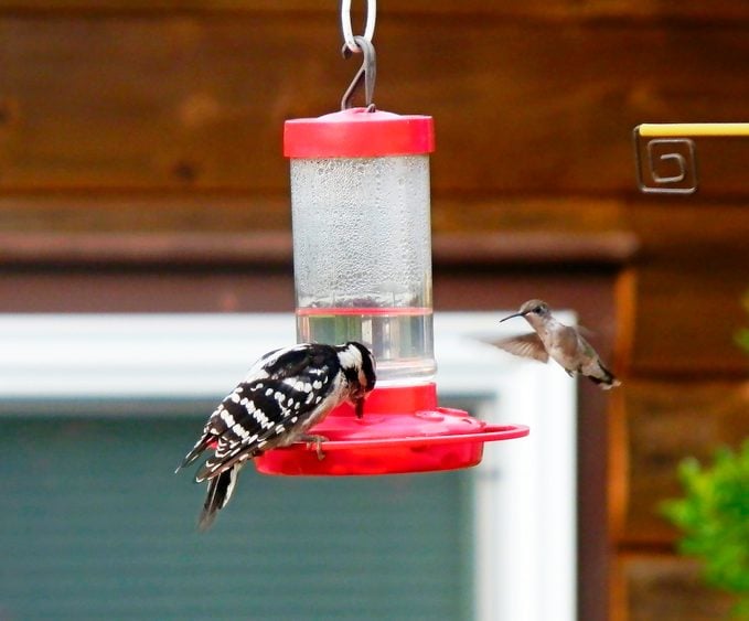 woodpecker at hummingbird feeder