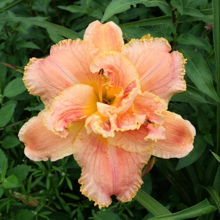 Dorothy And Toto Oakes Daylilies 2.jpg