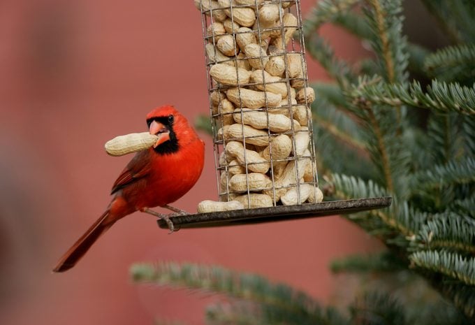 Cardinal birds eat Peanuts