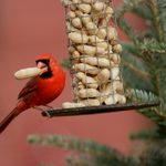 Peanuts in the Shell vs. Shelled Peanuts for Birds