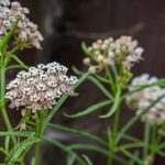Narrowleaf Milkweed Care and Growing Tips
