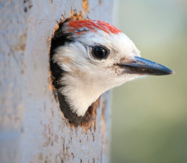 white-headed woodpecker chick