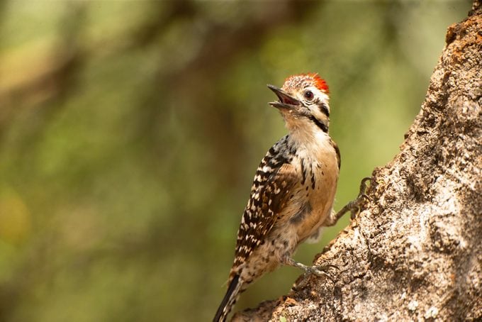 Ladder-backed woodpecker