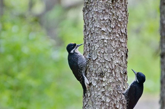 Black-Backed Woodpeckers
