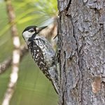 How to Identify a Rare Red-Cockaded Woodpecker