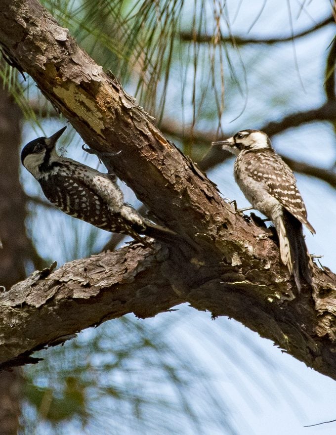 Two Rare Red-Cockaded Woodpeckers on a Pine Tree