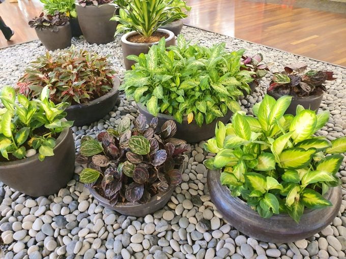 Indoor plants in ceramic pots, Calathea, Chinese evergreen, Dieffenbachia