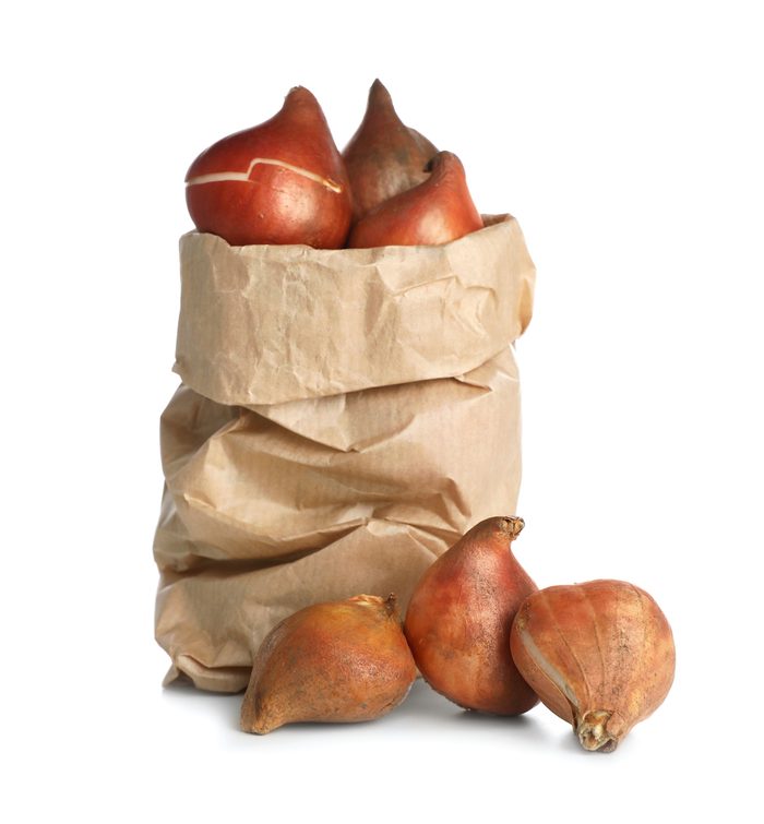 Tulip Bulbs In Paper Bag On White Background