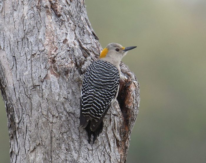 Golden-fronted Woodpecker (female) (melanerpes aurifrons) perched on the trunk of a tree