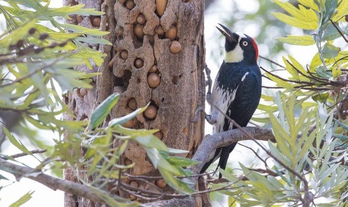 Low angle view of woodpecker perching on tree,Los Angeles,California,United States,USA