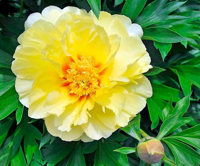 The Bright Yellow Bartzella Peony Flowers At The Coastal Maine Botanical Gardens In Boothbay.