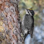 How to Identify a Black-Backed Woodpecker