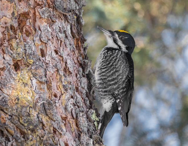 Male black-backed woodpecker