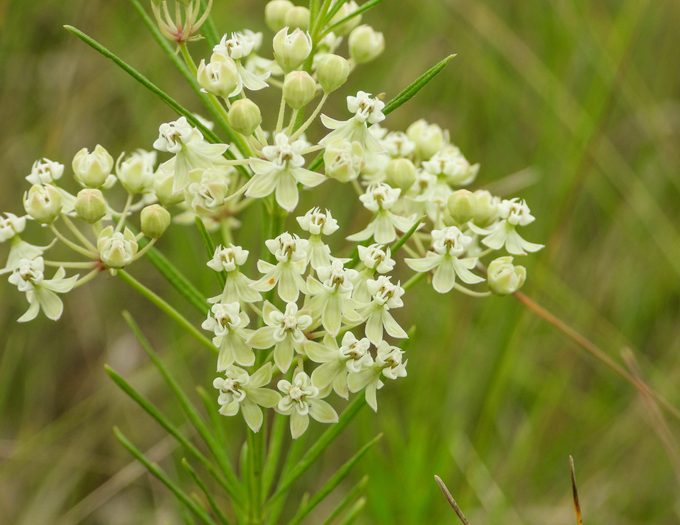 Asclepias verticillata (milkweed) is a wild prairie flower native to North America