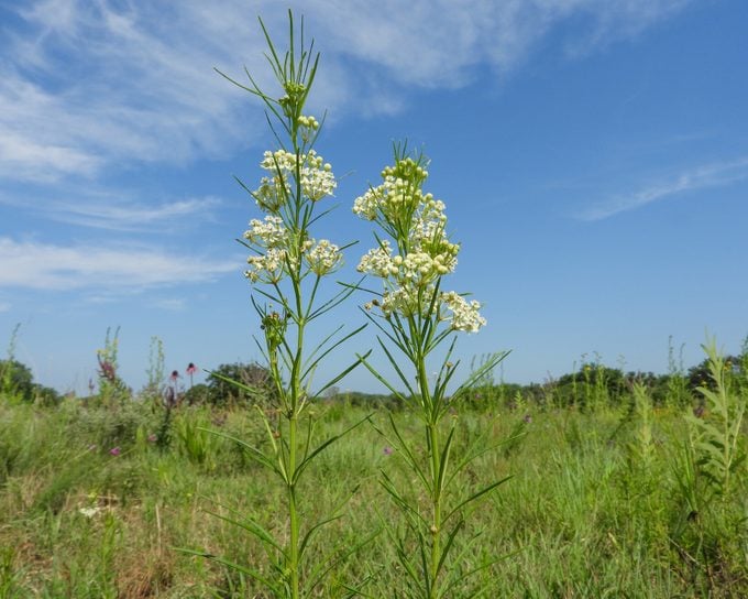 Asclepias verticillata (milkweed) is a wild prairie flower native to North America