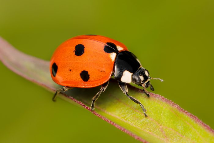 Small and colorful seven-spotted labybug beetle on a peoni leaf with blurred background and copy space