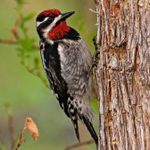 Look for a Red-Naped Sapsucker in the Rocky Mountains