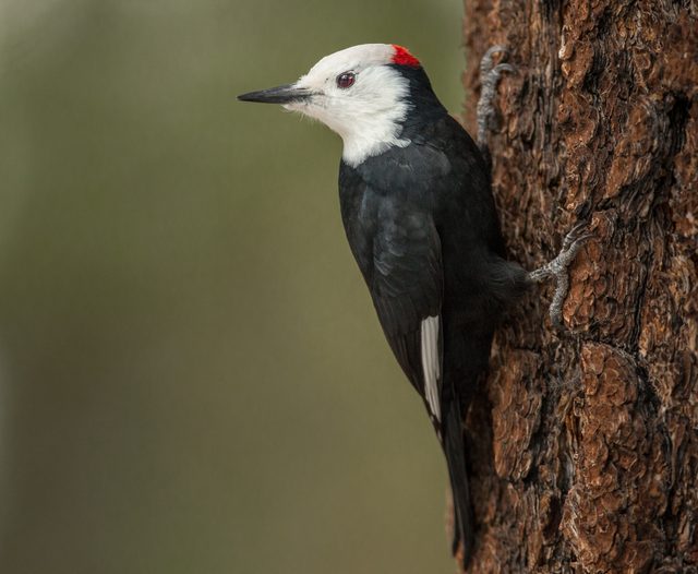 White-headed Woodpecker on tree bark